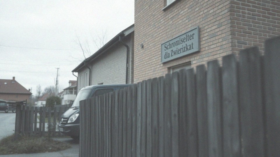 Jak zgłosić przypadek zaniedbania psa odpowiednim instytucjom?