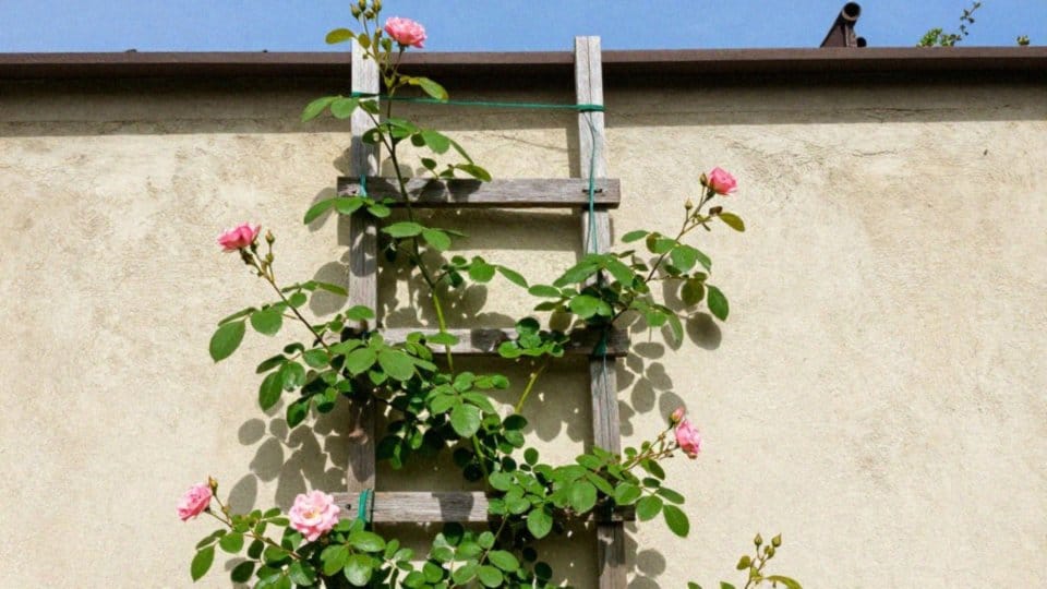 Jak montować podpory i podwiązywać pędy róży pnącej?